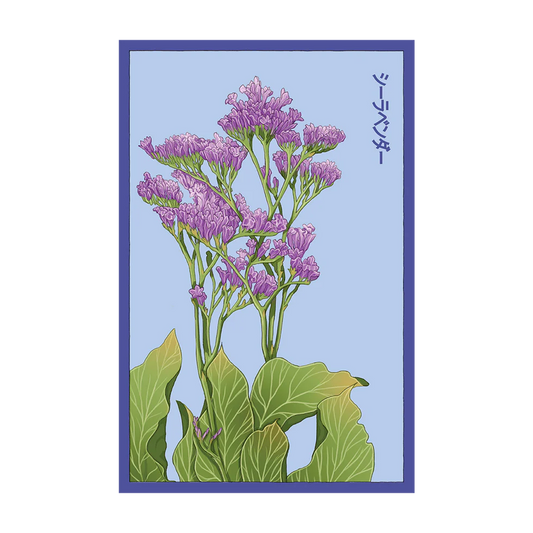 Sea Lavender Flower Seeds Packet
