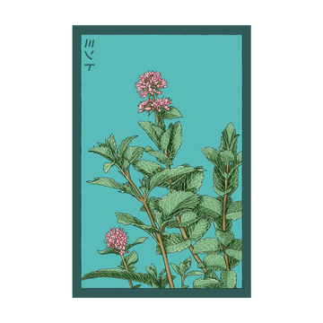 Mint Herb Seeds Packet