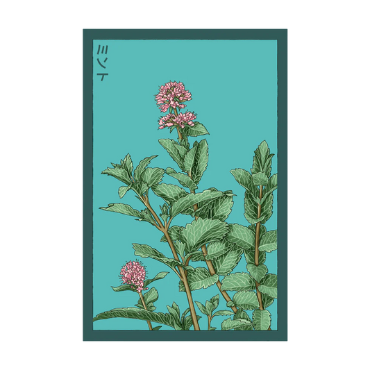 Mint Herb Seeds Packet