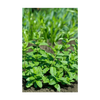Mint Herb Seeds Packet