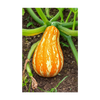 Funky Squash Vegetable Seeds Packet