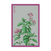Oregano Herb Seeds Packet