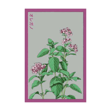 Oregano Herb Seeds Packet