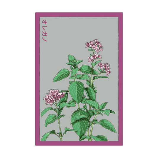 Oregano Herb Seeds Packet