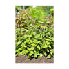 Oregano Herb Seeds Packet