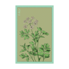 Parsley Herb Seeds Packet