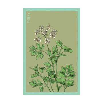 Parsley Herb Seeds Packet