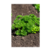 Parsley Herb Seeds Packet