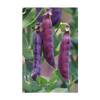 Purple Peas Vegetable Seeds Packet