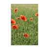 Corn Poppy Flower Seeds Packet