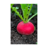 Radish Vegetable Seeds Packet