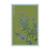 Rosemary Herb Seeds Packet
