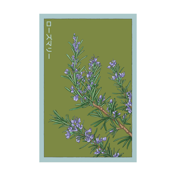 Rosemary Herb Seeds Packet