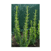 Rosemary Herb Seeds Packet