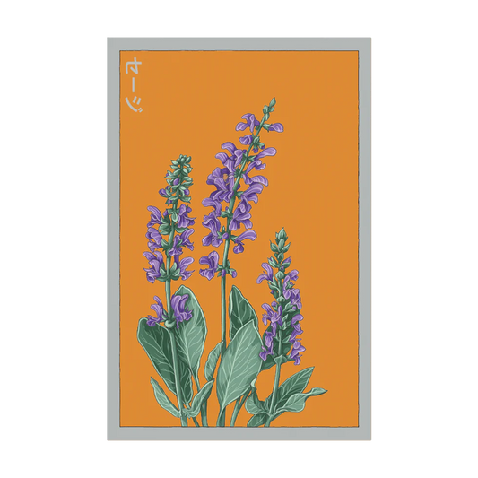 Sage Herb Seeds Packet