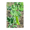 Sugar Snap Pea Vegetable Seeds Packet