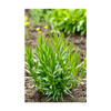 Tarragon Herb Seeds Packet