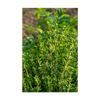 Thyme Herb Seeds Packet