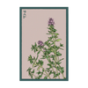 Thyme Herb Seeds Packet
