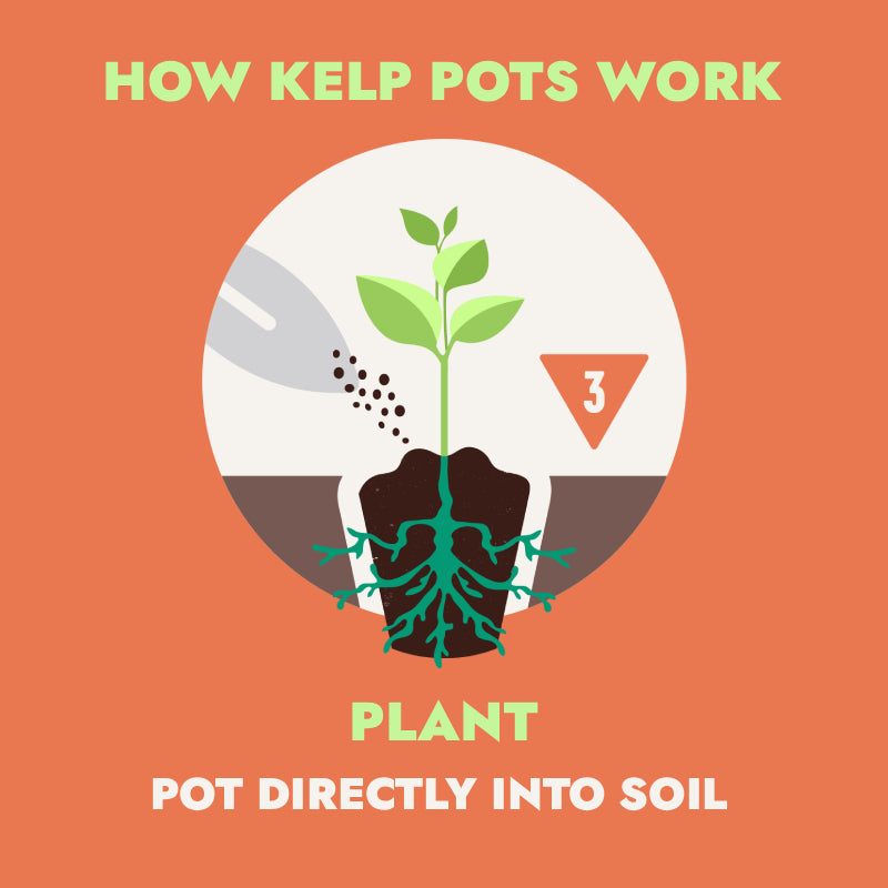 should i plant directly into pot Ocean Made Kelp Pots