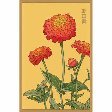 Zinnia Flower Seeds Packet