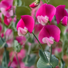 Sweet Pea Flower Seeds Packet