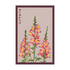 Snapdragon Flower Seeds Packet