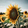 Sunflower Flower Seeds Packet