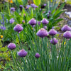 Chives Herb Seeds Packet