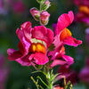 Snapdragon Flower Seeds Packet