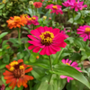 Zinnia Flower Seeds Packet