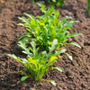 Arugula Vegetable Seeds Packet