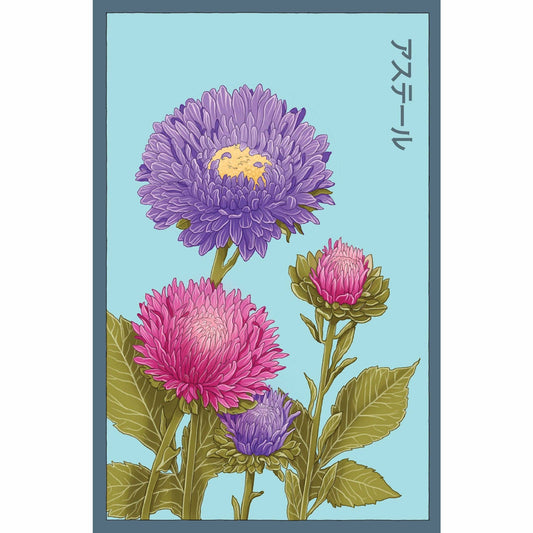 Aster Flower Seeds Packet